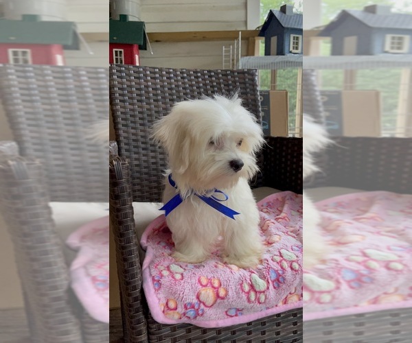 Medium Photo #2 Maltese Puppy For Sale in RALEIGH, NC, USA