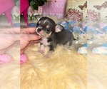 Small #4 Chihuahua