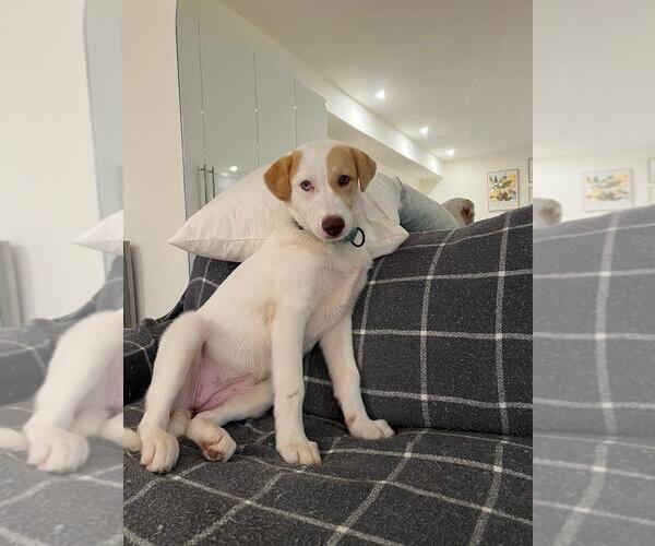 Medium Photo #5 Great Pyrenees Puppy For Sale in Yardley, PA, USA