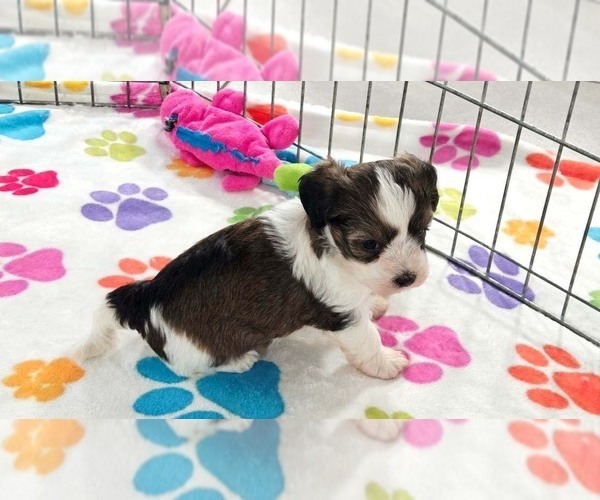 Medium Photo #12 Havashire Puppy For Sale in ORO VALLEY, AZ, USA