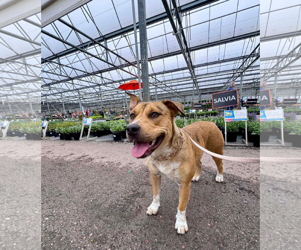 Medium Photo #4 American Pit Bull Terrier-Unknown Mix Puppy For Sale in Germantown, OH, USA