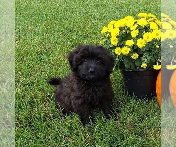 Medium Photo #1 Pom-A-Poo Puppy For Sale in SULLIVAN, IL, USA