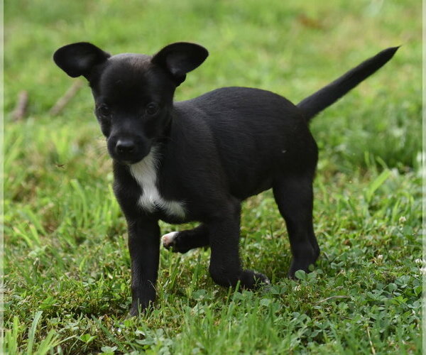 Medium Photo #2 Chihuahua-Unknown Mix Puppy For Sale in Mechanicsburg, PA, USA