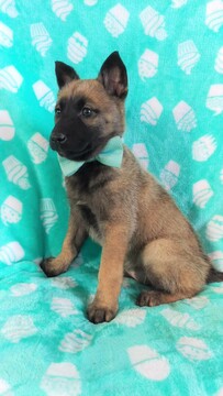 Medium Photo #6 Malinois Puppy For Sale in LANCASTER, PA, USA