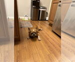 Small #1 French Bulldog
