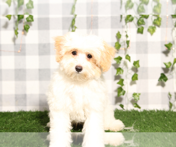 Medium Photo #1 Maltipoo Puppy For Sale in MARIETTA, GA, USA