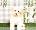 Small Maltipoo