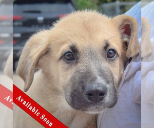 Anatolian Shepherd-German Shepherd Dog Mix Dogs for adoption in Huntley, IL, USA