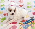 Small #10 Cavapoo (Miniature)-Poodle (Toy) Mix