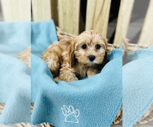 Cavalier King Charles Spaniel-Poodle (Toy) Mix Puppy for sale in CINCINNATI, OH, USA