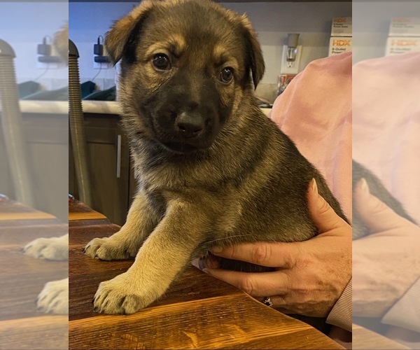 Medium Photo #1 German Shepherd Dog Puppy For Sale in MILFORD, MI, USA