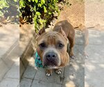 Small Photo #11 American Staffordshire Terrier-Bulldog Mix Puppy For Sale in Redlands, CA, USA
