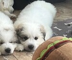 Small Photo #2 Great Pyrenees Puppy For Sale in MOUNT AIRY, NC, USA