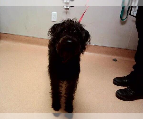 Medium Photo #1 Mutt Puppy For Sale in Martinez, CA, USA