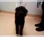 Small Mutt