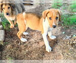 Small #2 Golden Labrador