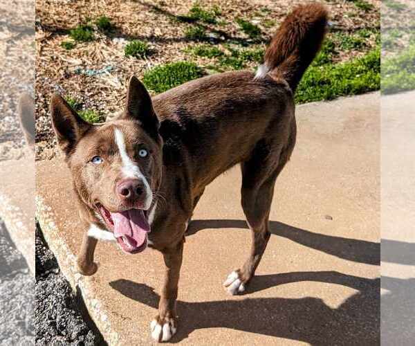 Medium Photo #3 Akita-Siberian Husky Mix Puppy For Sale in Anniston, AL, USA
