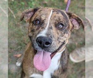 Catahoula Leopard Dog-Unknown Mix Dogs for adoption in Anniston, AL, USA