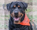 Small Photo #3 Rottweiler Puppy For Sale in Hillsboro, NH, USA