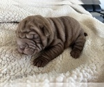 Small Photo #3 Chinese Shar-Pei Puppy For Sale in KENNEWICK, WA, USA