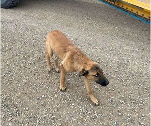 Mutt Dogs for adoption in Calgary, Alberta, Canada