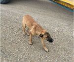 Small Mutt