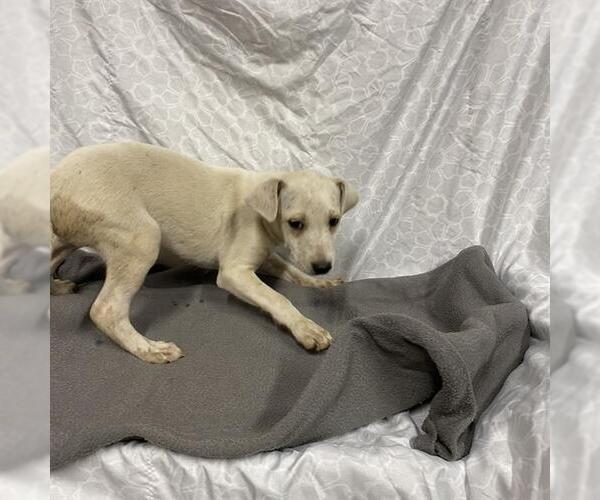 Medium Photo #1 Beagle-Unknown Mix Puppy For Sale in Modesto, CA, USA