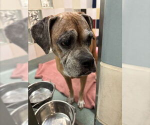 Boxer-Unknown Mix Dogs for adoption in Plano, TX, USA