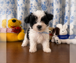 Small #8 Morkie