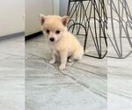 Small #15 Pomsky