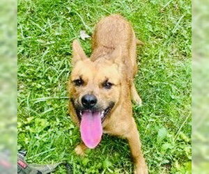 Mutt Dogs for adoption in Rockaway, NJ, USA