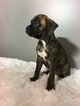 Small Photo #4 Boxer Puppy For Sale in BECKS MILLS, OH, USA