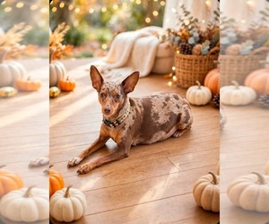 Mother of the Miniature Pinscher puppies born on 09/24/2026
