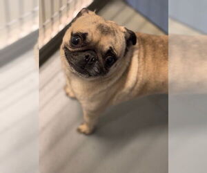 Pug Dogs for adoption in South Lake Tahoe, CA, USA