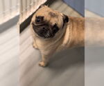 Small Pug