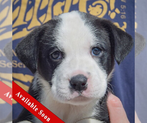 Medium Photo #1 American Bulldog-Unknown Mix Puppy For Sale in Huntley, IL, USA