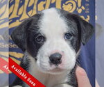 Bluegill - Female American Bulldog-Unknown Mix Dog for Adoption - Small photo