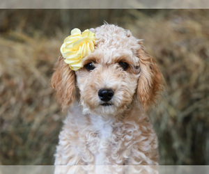 Cavapoo Puppy for sale in LIBERTY, KY, USA