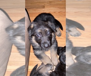 German Shepherd Dog Puppy for sale in SOUTH WINDSOR, CT, USA