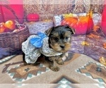 Small #5 Yorkshire Terrier
