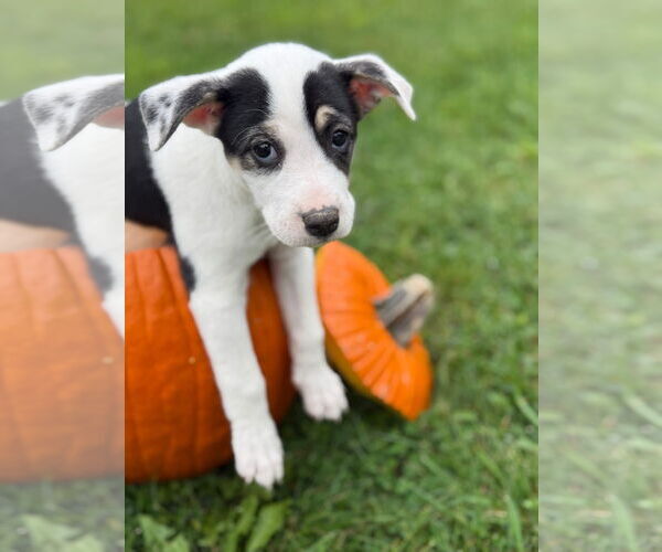 Medium Photo #2 Siberian Husky-Unknown Mix Puppy For Sale in New London, WI, USA