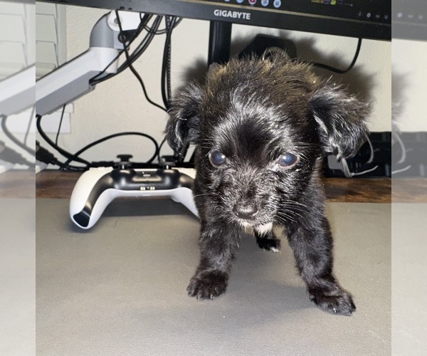 Medium Photo #1 Chiweenie Puppy For Sale in FEDERAL WAY, WA, USA