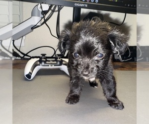 Chiweenie Puppy for sale in FEDERAL WAY, WA, USA