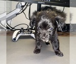 Small Chiweenie
