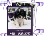 Image preview for Ad Listing. Nickname: Mia