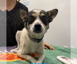Small Jack Chi