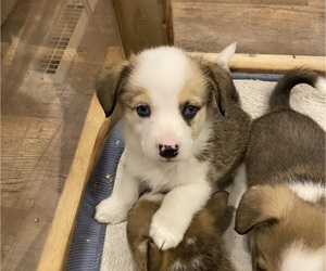 Pembroke Welsh Corgi Puppy for sale in BRANDON, FL, USA