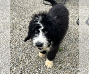 Bernedoodle Puppy for sale in DUNDEE, OH, USA