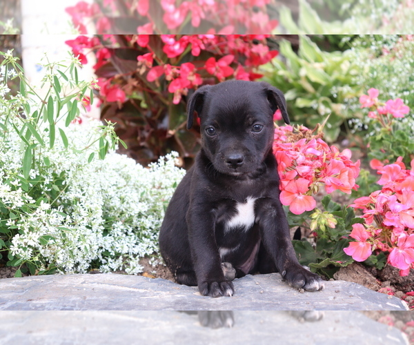 Medium Photo #3 Boston Terrier-Unknown Mix Puppy For Sale in SHILOH, OH, USA