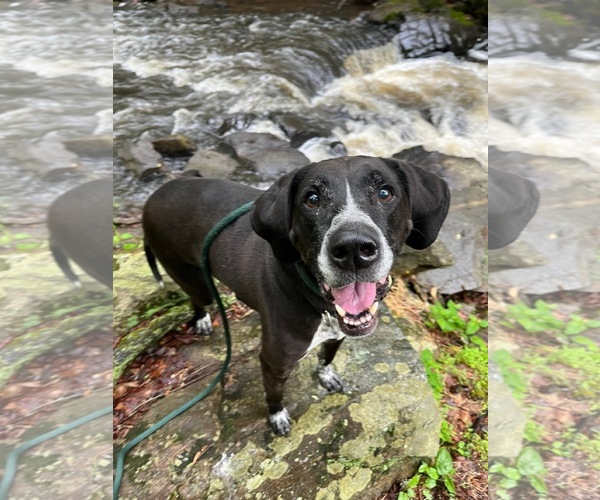 Medium Photo #1 Bluetick Coonhound-Unknown Mix Puppy For Sale in Rockaway, NJ, USA